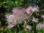 58 Thalictrum aquilegifolium  (Pigamo colombino) nel bosco